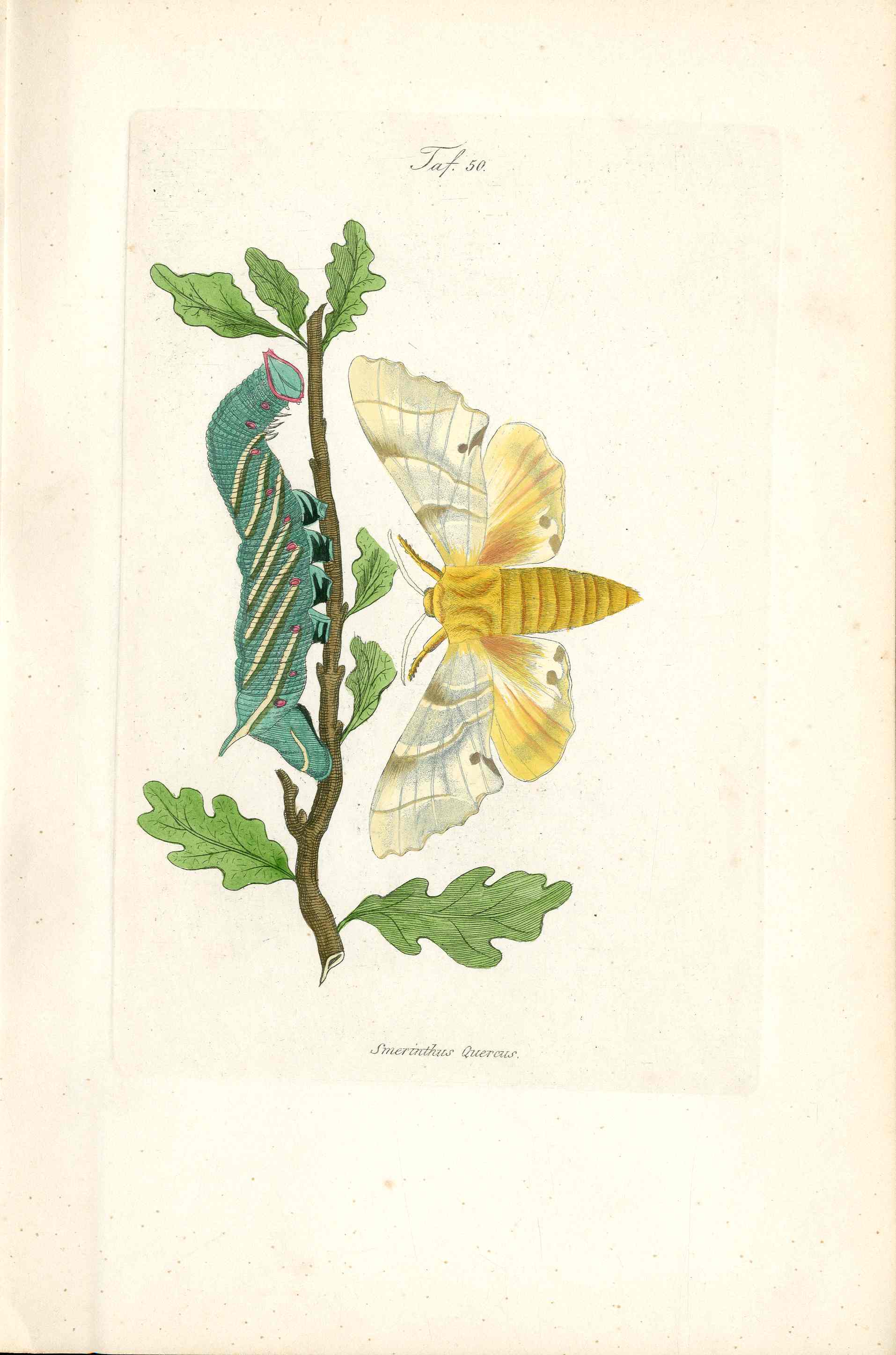 Kayser Hand Colored Engraving Oak Hawk Moth KAY40