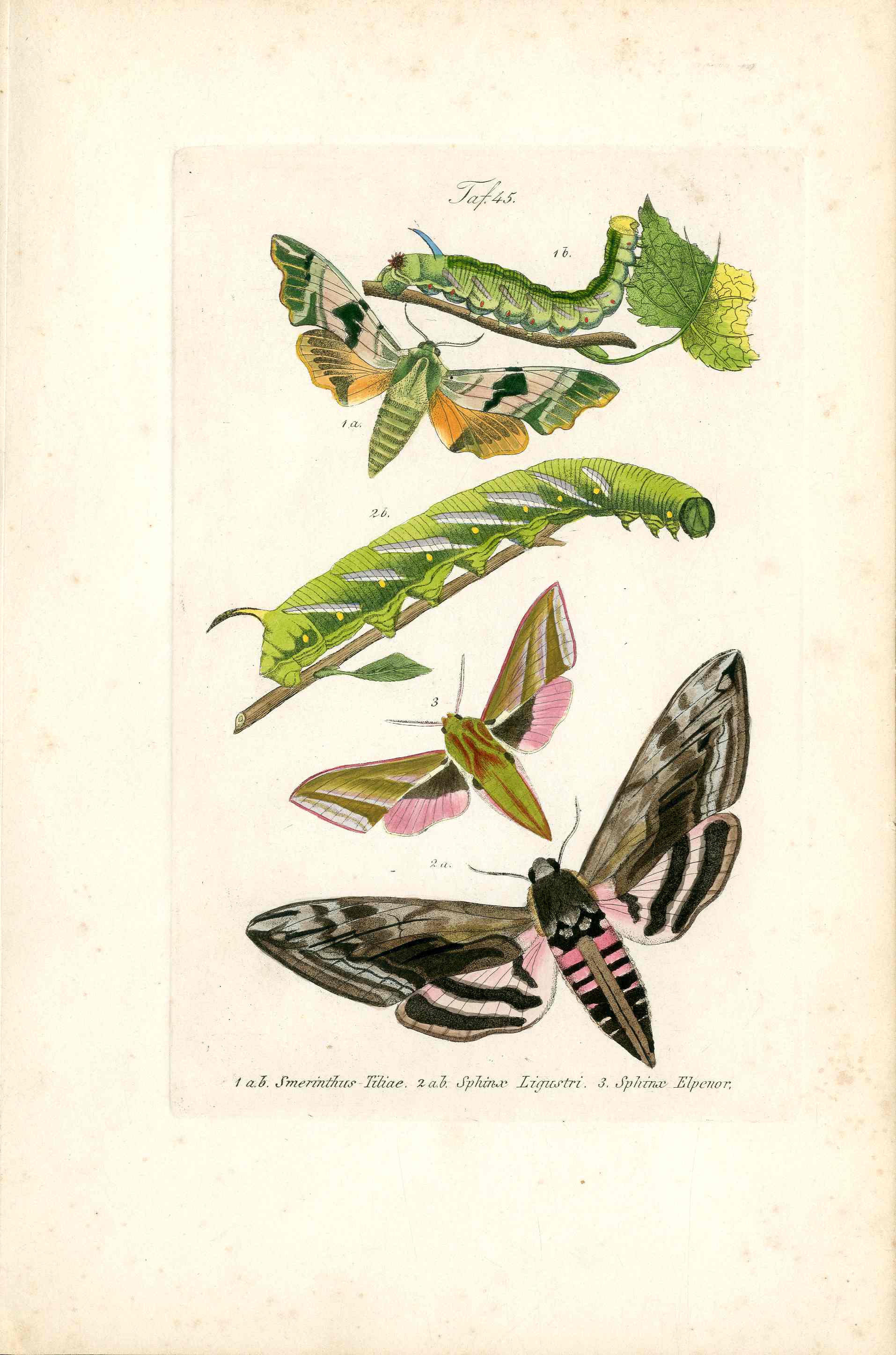 Kayser Hand Colored Engraving Elephant Hawk Moth KAY41