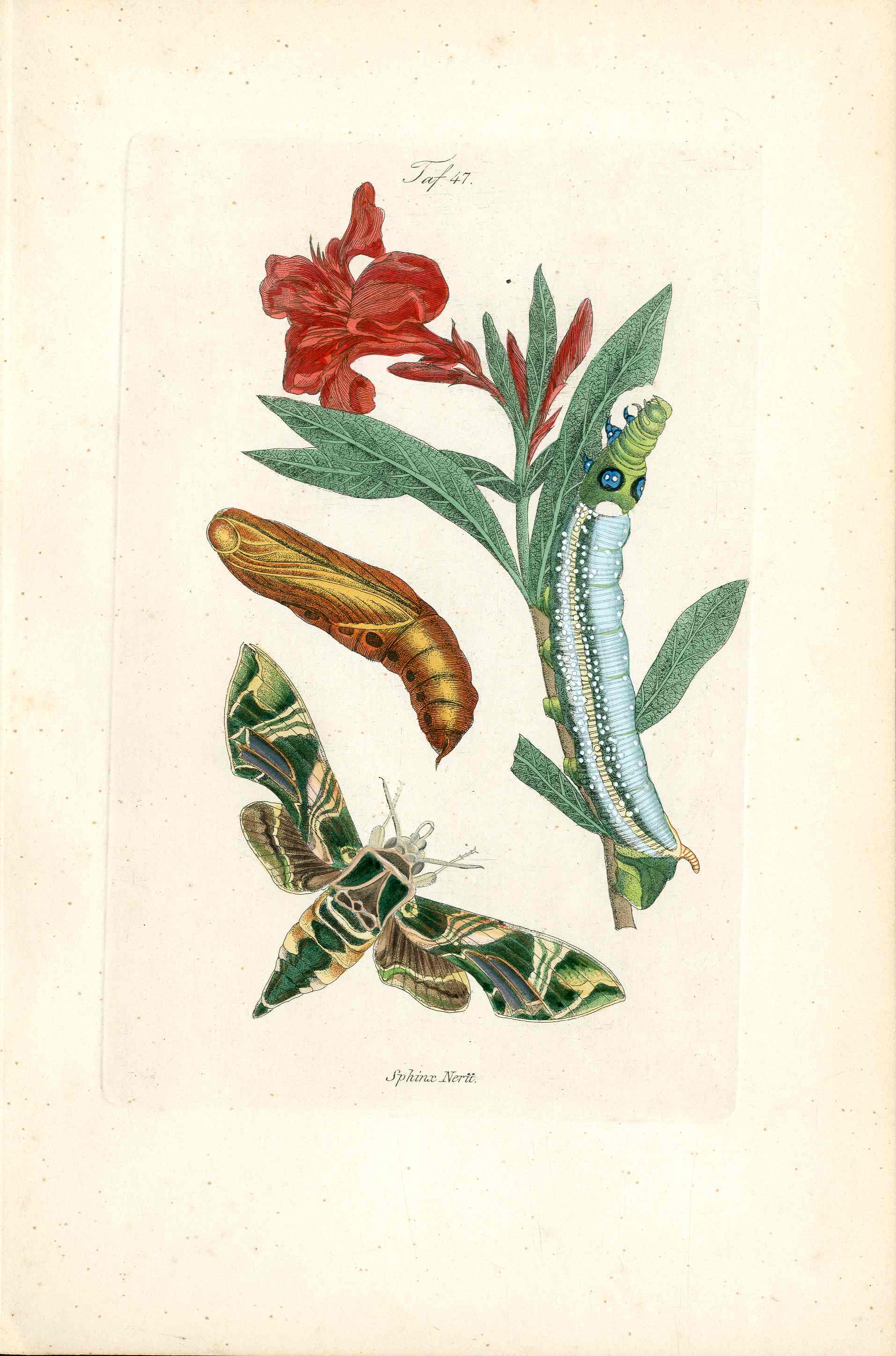 Kayser Hand Colored Engraving Oleander Hawk Moth KAY42