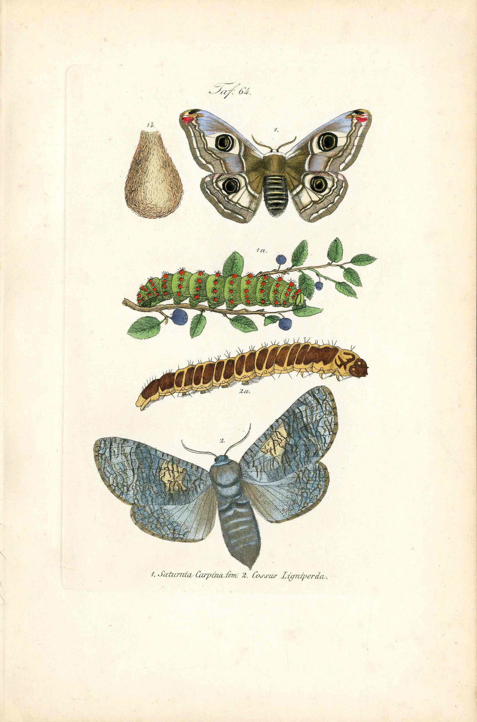 Kayser Hand Colored Engraving Goat Hawk Moth KAY43