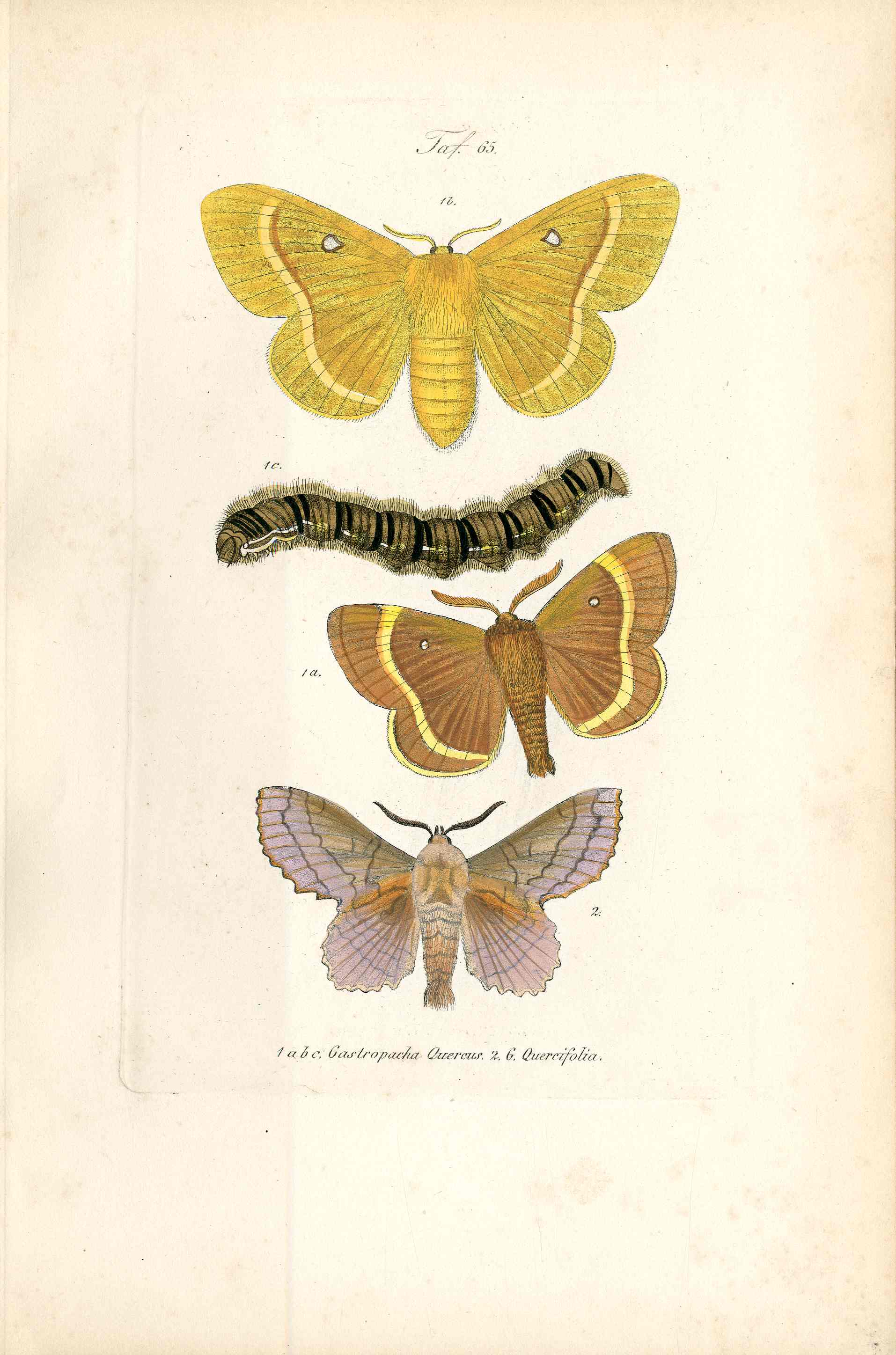 Kayser Hand Colored Engraving Oak Eggar Moth KAY44