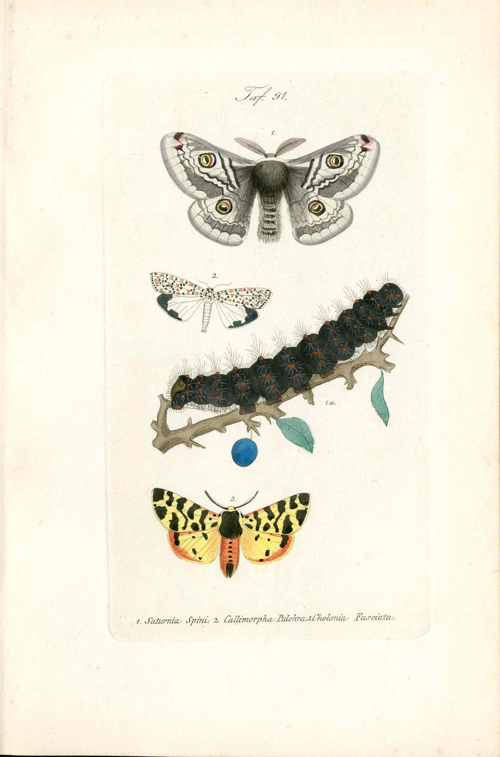 Kayser Hand Colored Engraving Sloe Emperor Moth KAY45