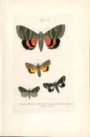 Kayser Hand Colored Engraving French Red Underwing Moth KAY46