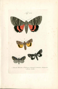 Kayser Hand Colored Engraving French Red Underwing Moth KAY46