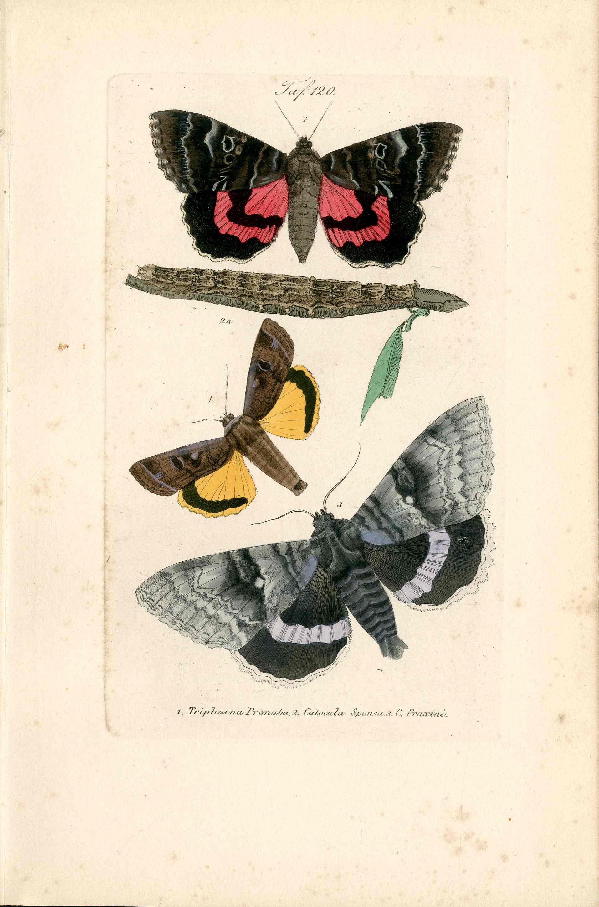 Kayser Hand Colored Engraving Blue Underwing Moth KAY47