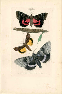 Kayser Hand Colored Engraving Blue Underwing Moth KAY47