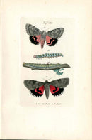 Kayser Hand Colored Engraving Pink Underwing Moth KAY48
