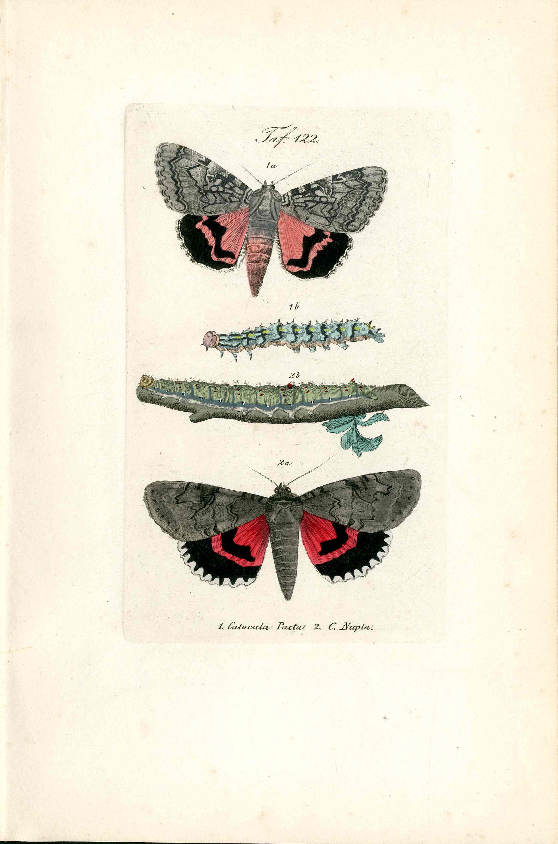 Kayser Hand Colored Engraving Pink Underwing Moth KAY48