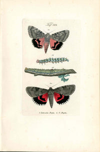 Kayser Hand Colored Engraving Pink Underwing Moth KAY48