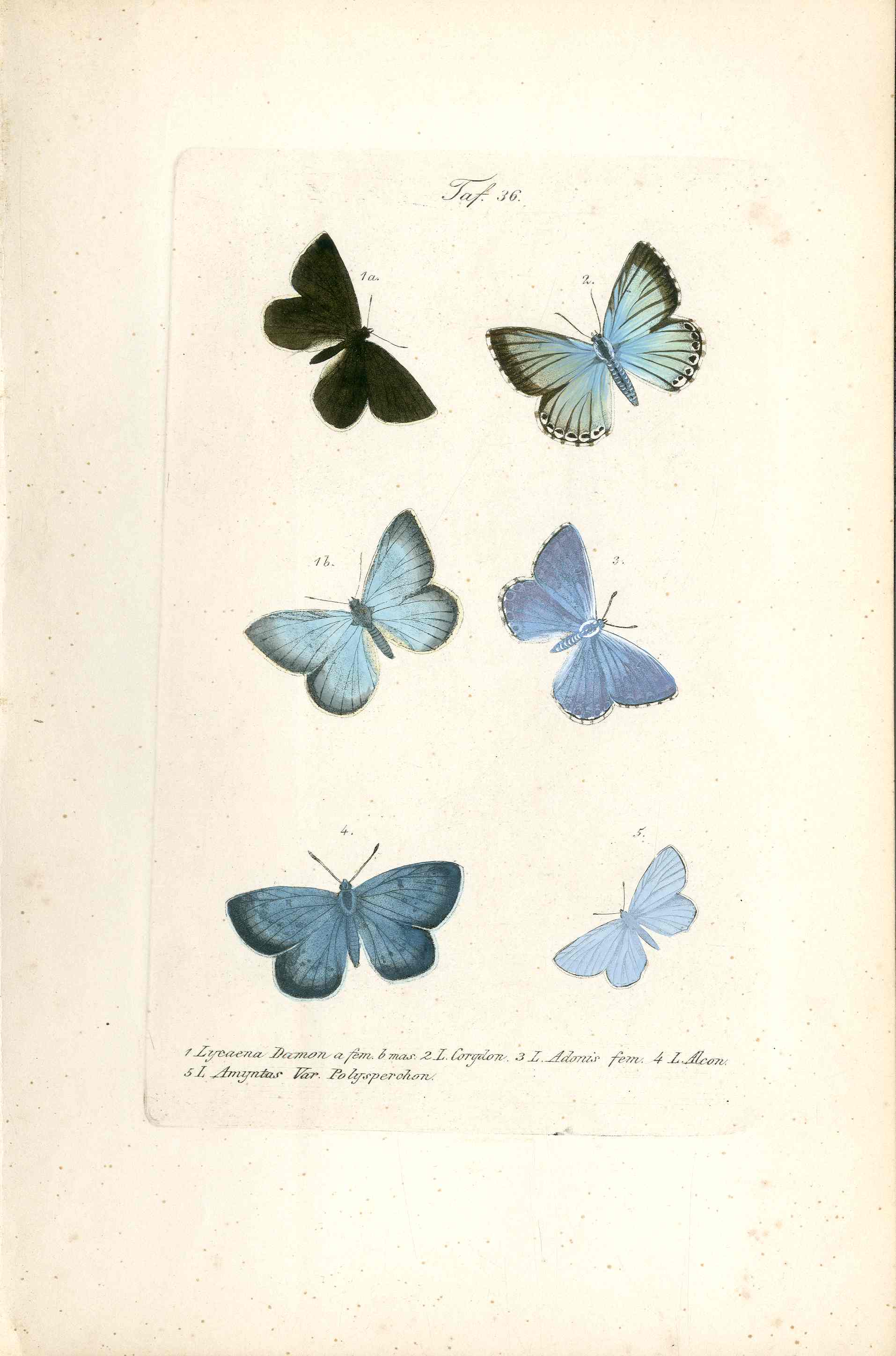 Kayser Hand Colored Engraving Damon Blue Butterfly KAY49