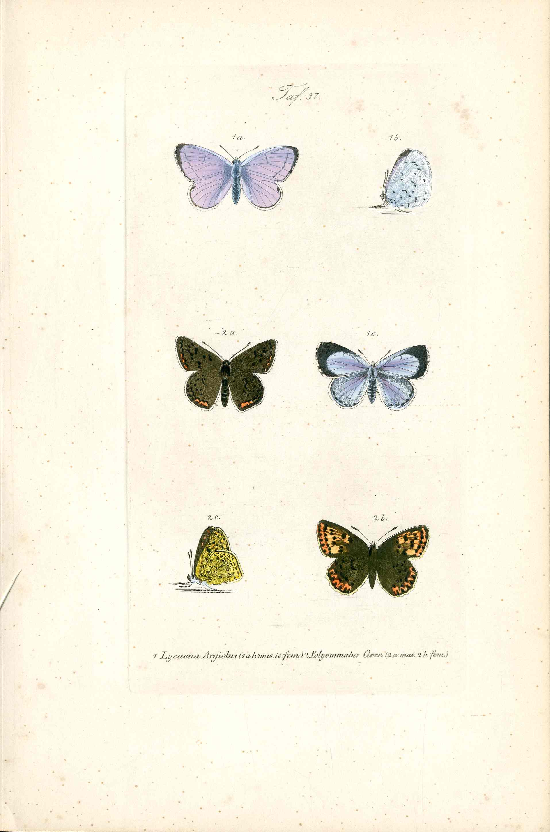 Kayser Hand Colored Engraving Holly Blue Butterfly KAY50