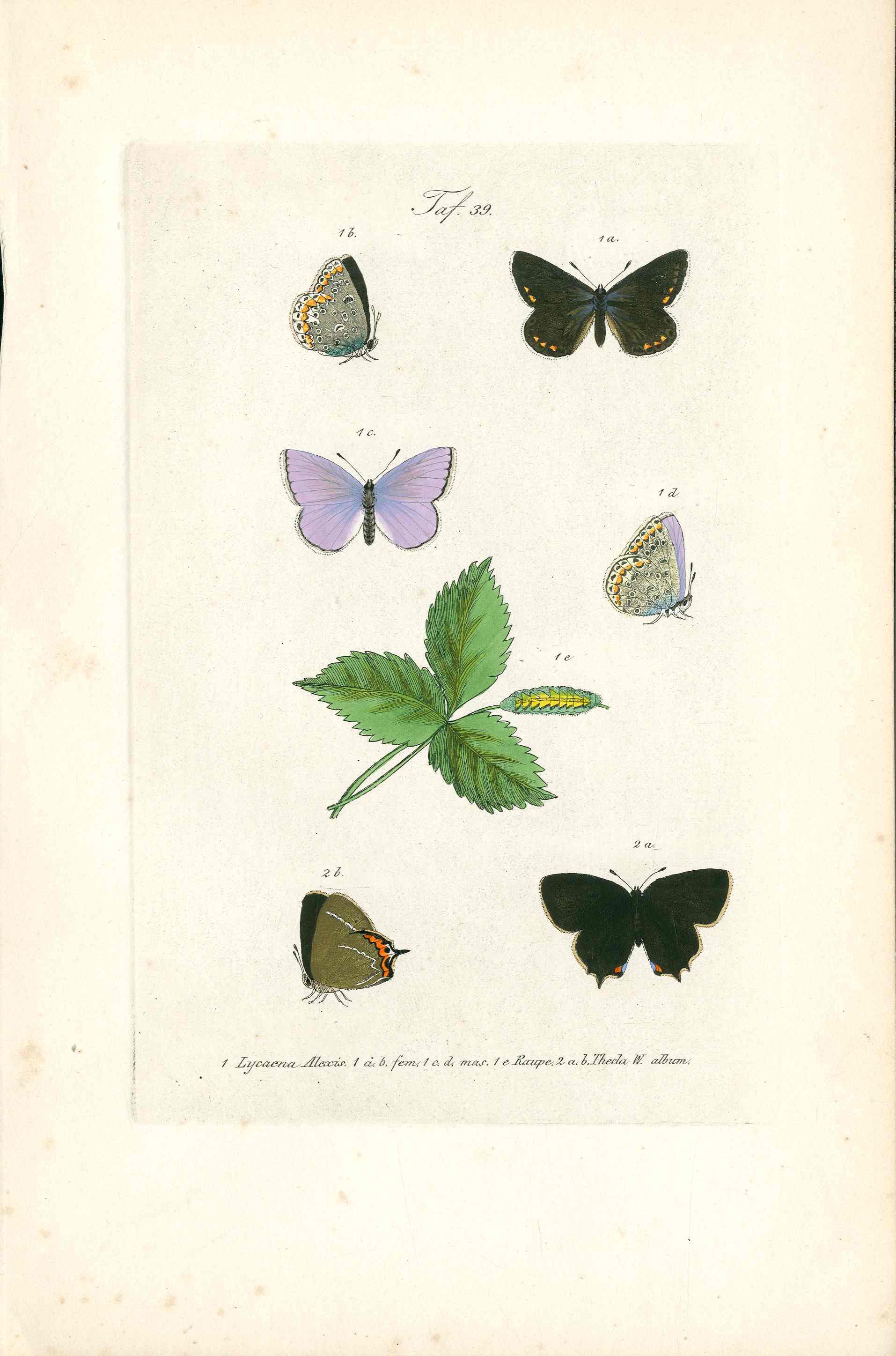 Kayser Hand Colored Engraving Purple-edged Copper Butterfly KAY51