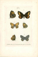 Kayser Hand Colored Engraving Arran Brown Butterfly KAY52