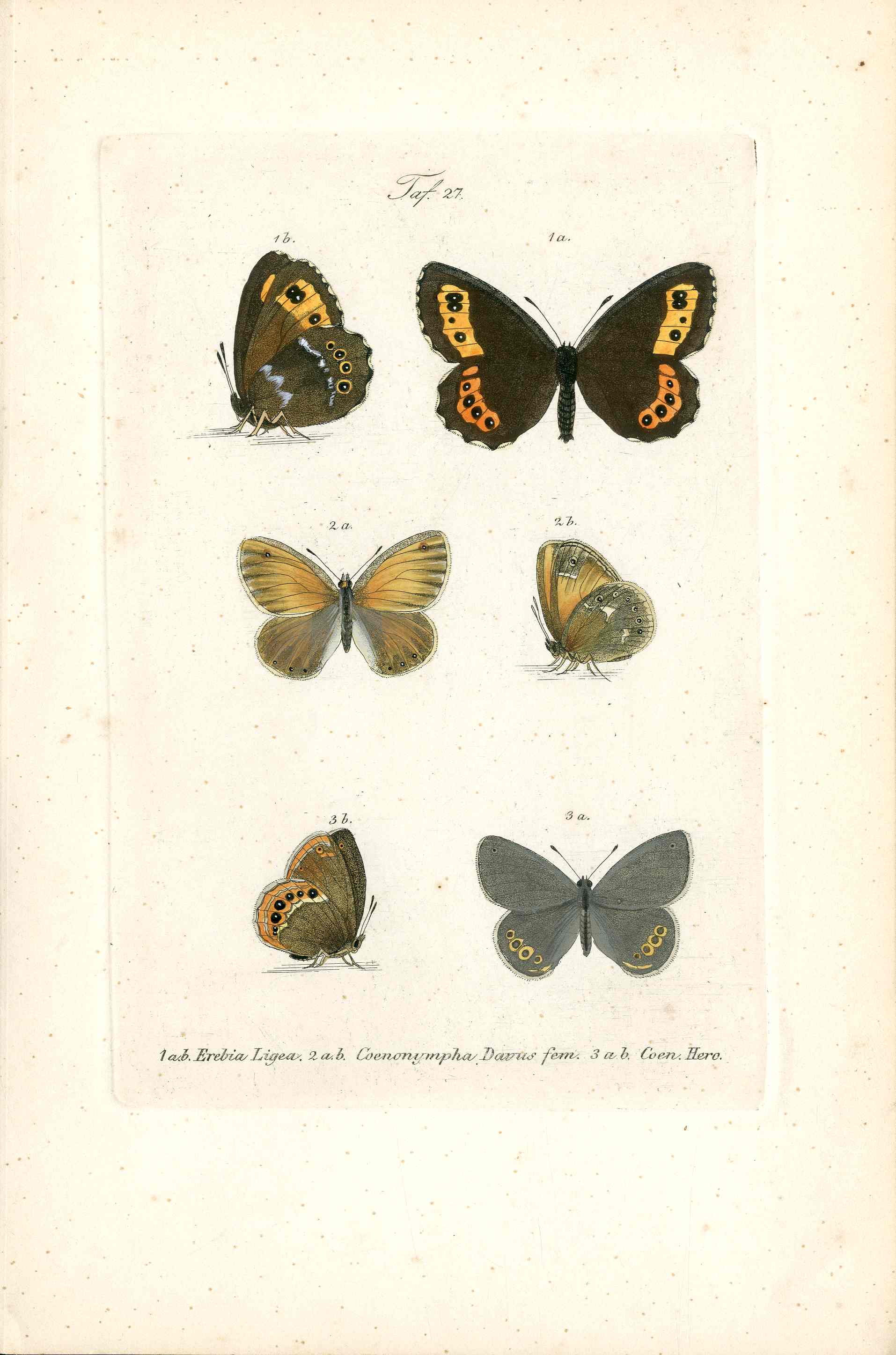 Kayser Hand Colored Engraving Arran Brown Butterfly KAY52