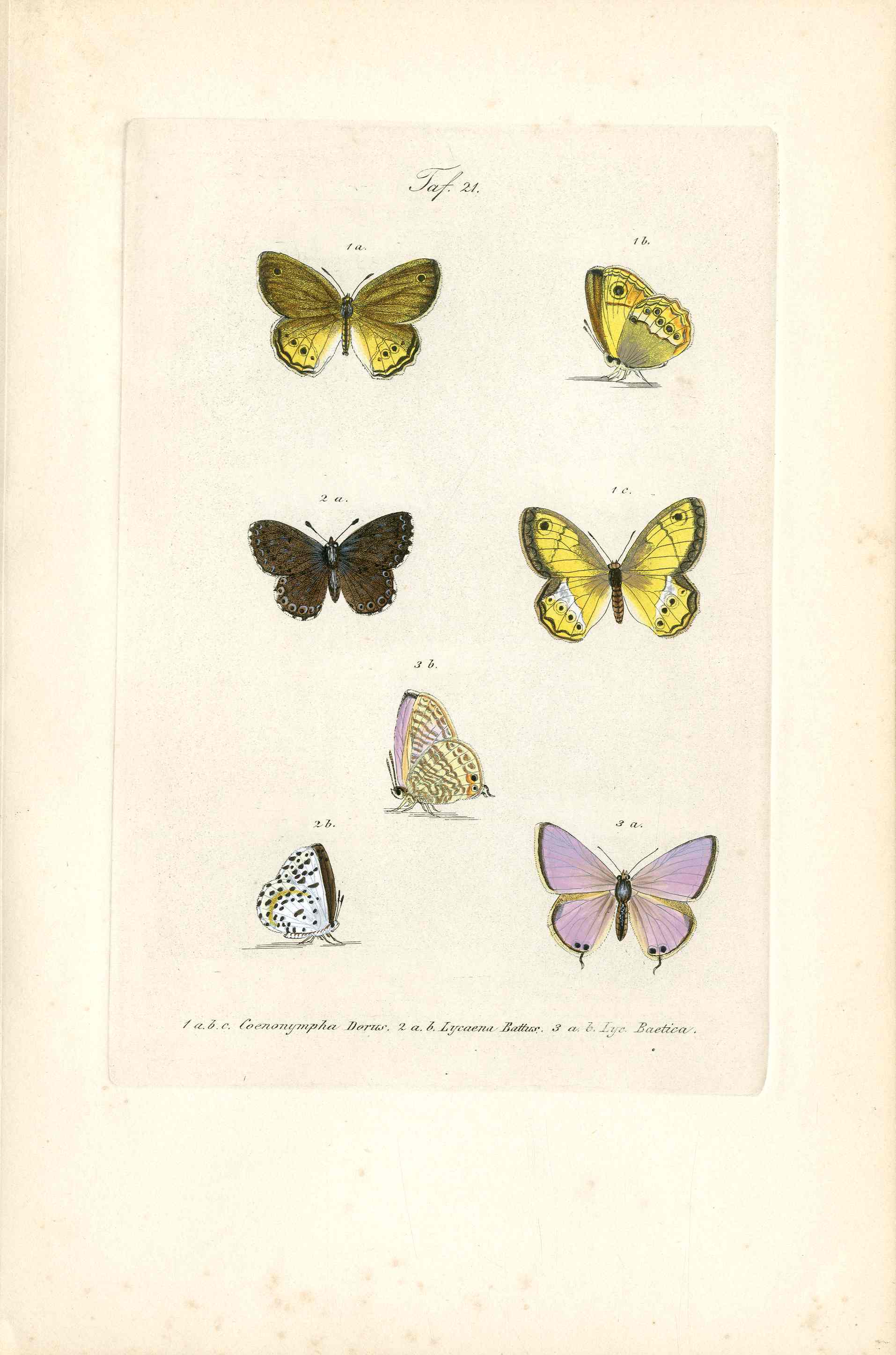 Kayser Hand Colored Engraving Dusky Heath Butterfly KAY53