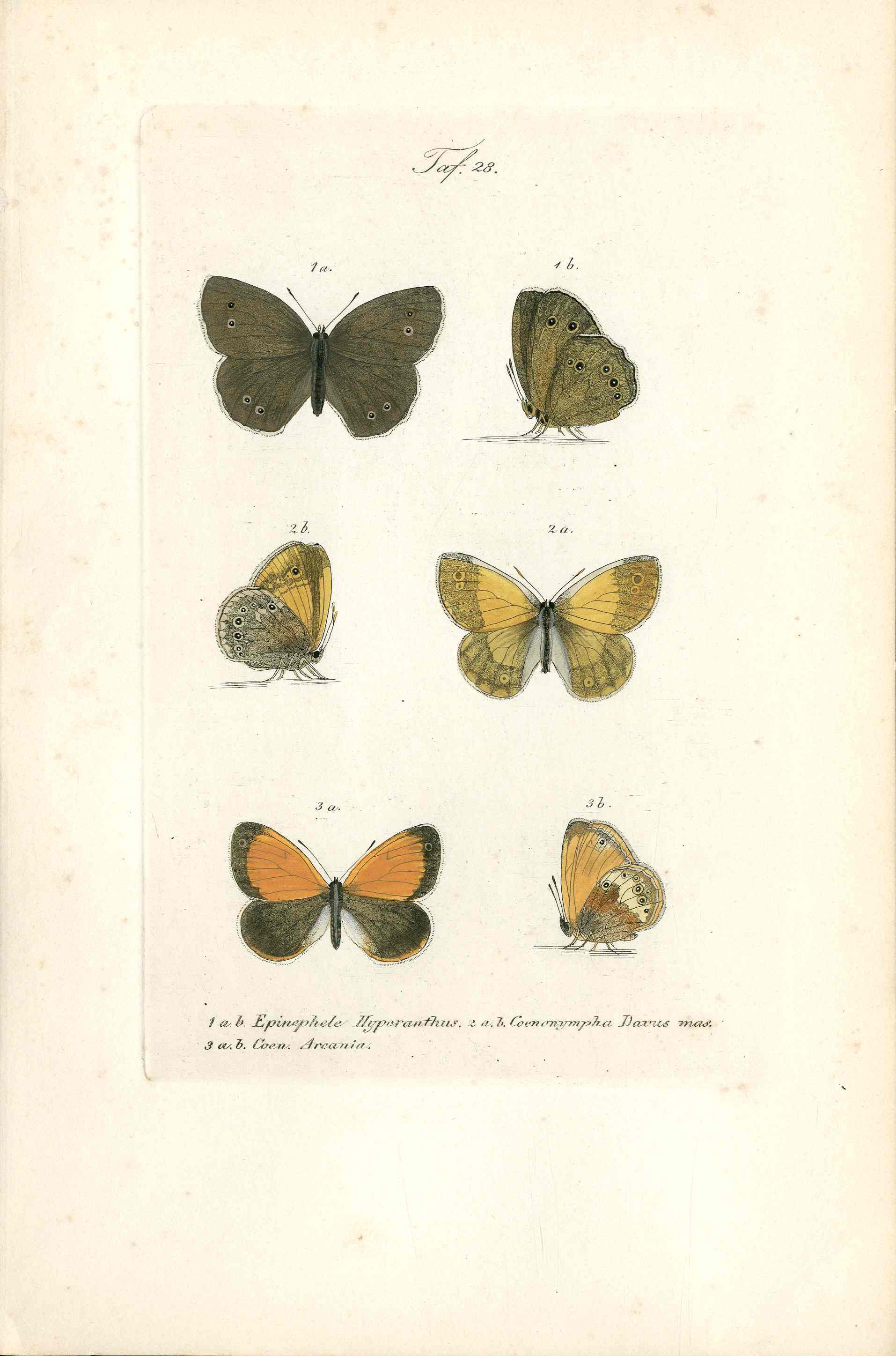 Kayser Hand Colored Engraving Pearly Heath Butterfly KAY54
