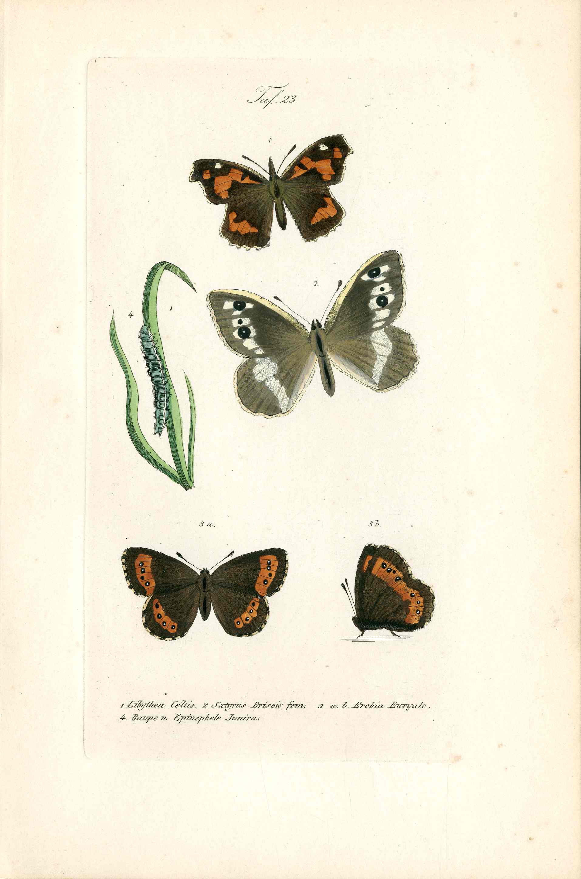 Kayser Hand Colored Engraving Nettle-tree Butterfly KAY55