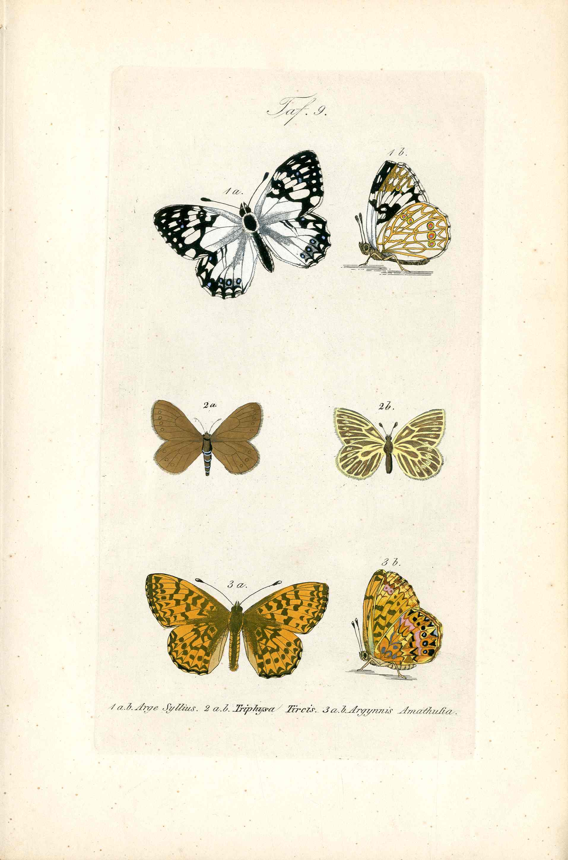 Kayser Hand Colored Engraving Fritillary Butterfly KAY56