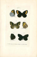 Kayser Hand Colored Engraving Piedmont Ringlet Butterfly KAY57