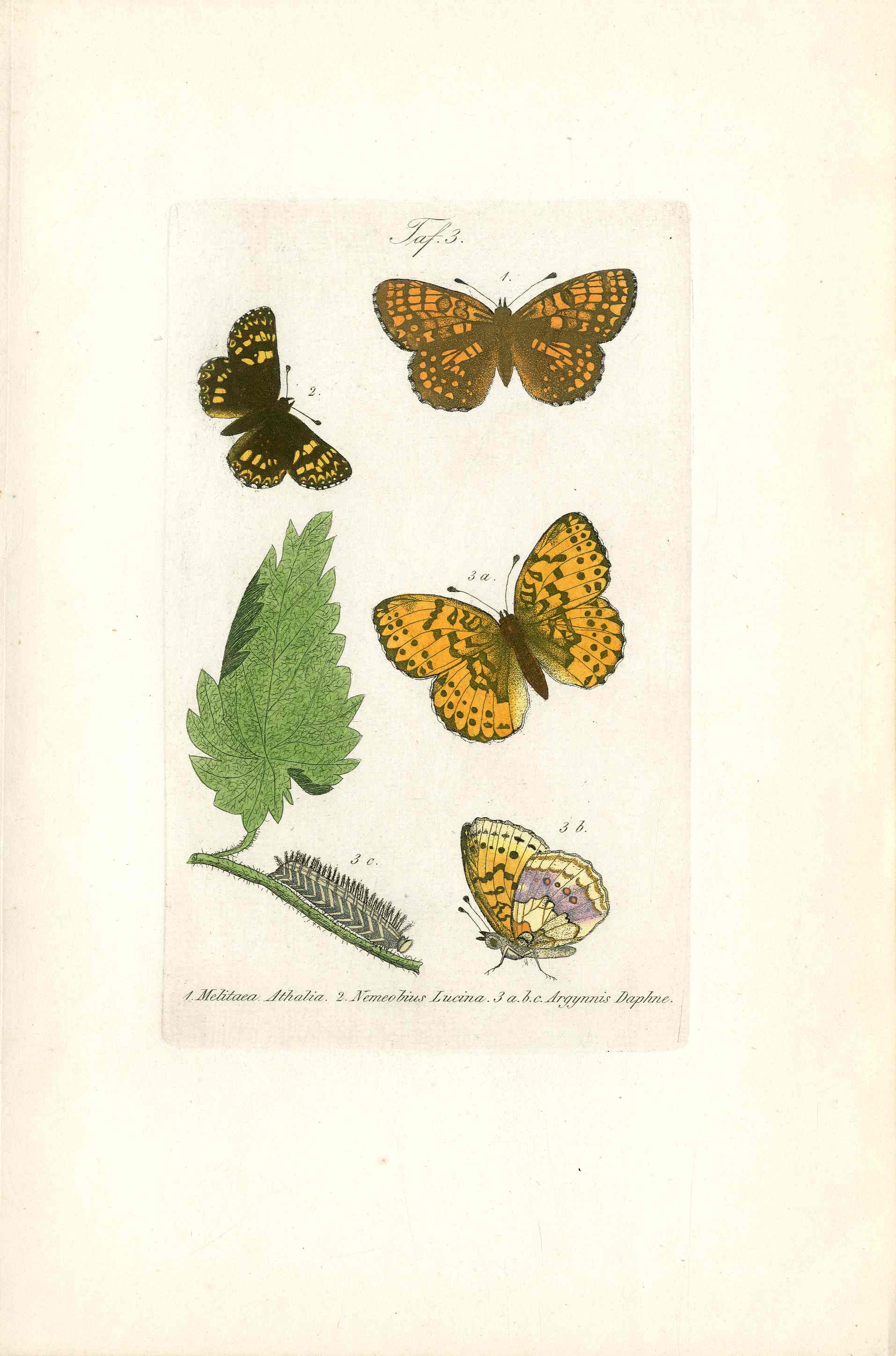 Kayser Hand Colored Engraving Marbled Fritillary Butterfly KAY58