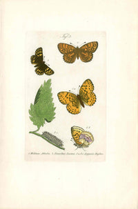 Kayser Hand Colored Engraving Marbled Fritillary Butterfly KAY58