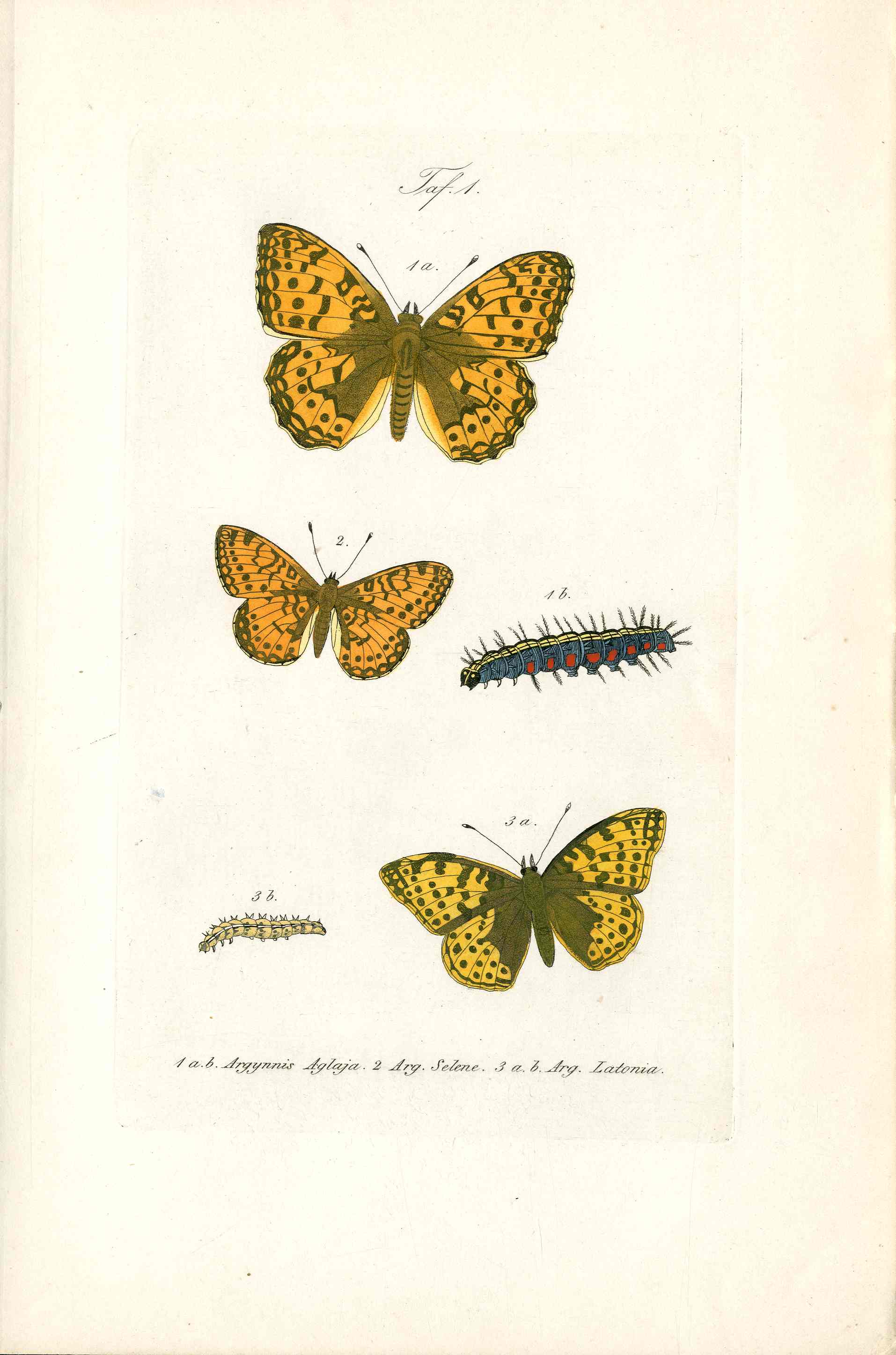 Kayser Hand Colored Engraving Dark Green Fritillary Butterfly KAY59