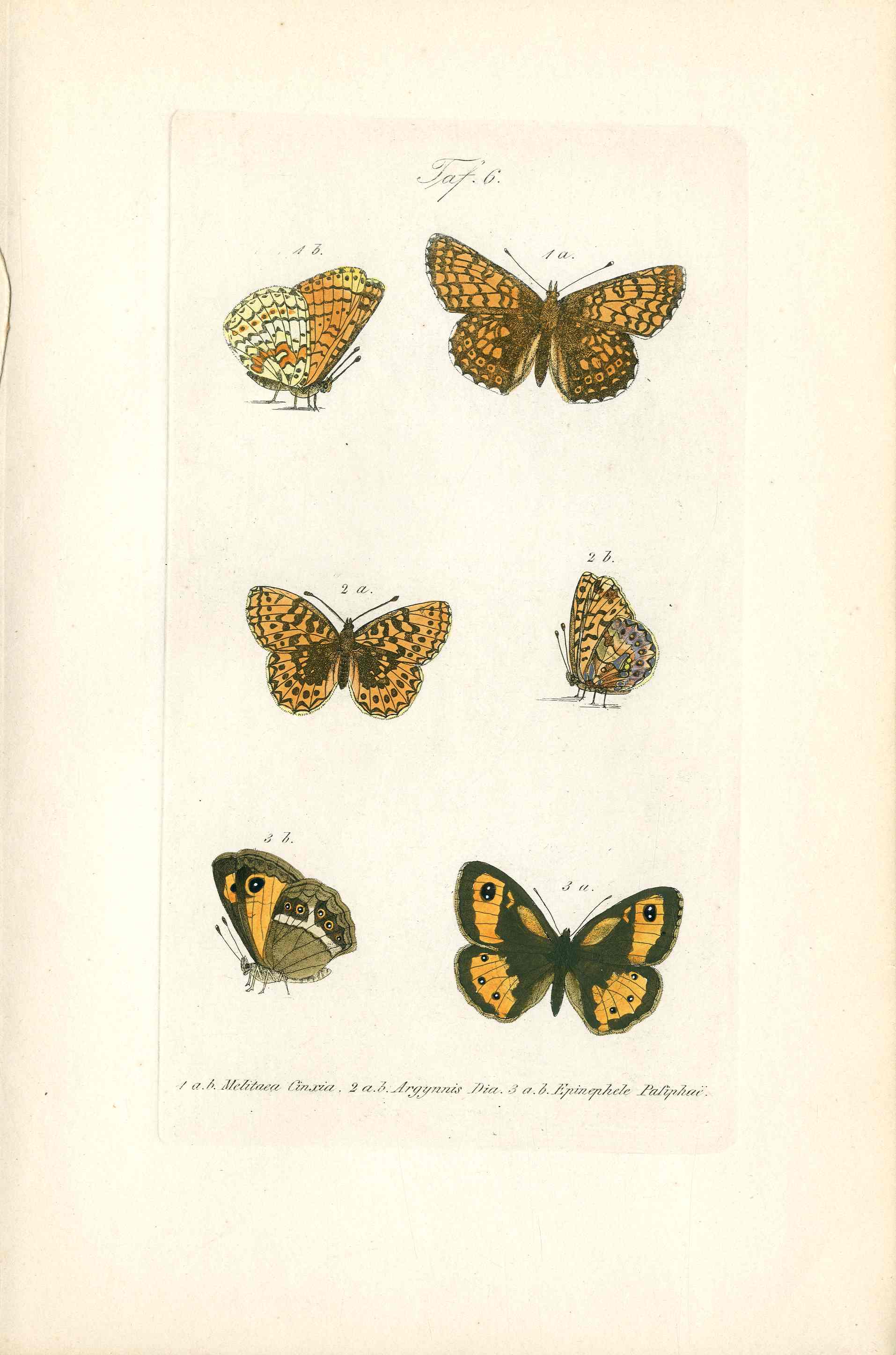 Kayser Hand Colored Engraving Gatekeeper Butterfly KAY60