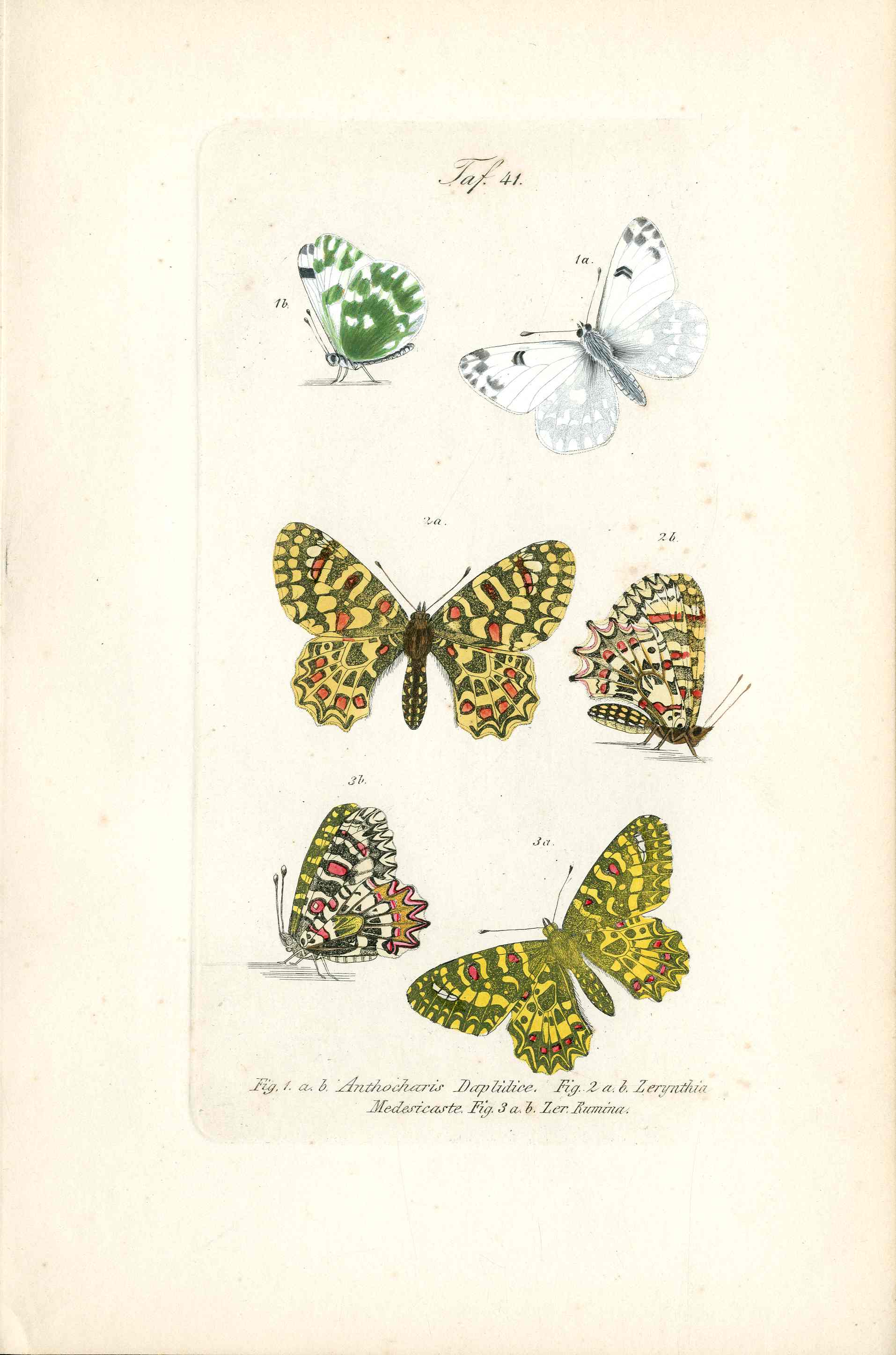 Kayser Hand Colored Engraving Southern Festoon Butterfly KAY61