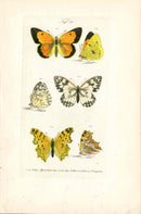 Kayser Hand Colored Engraving Southern Comma Butterfly KAY62