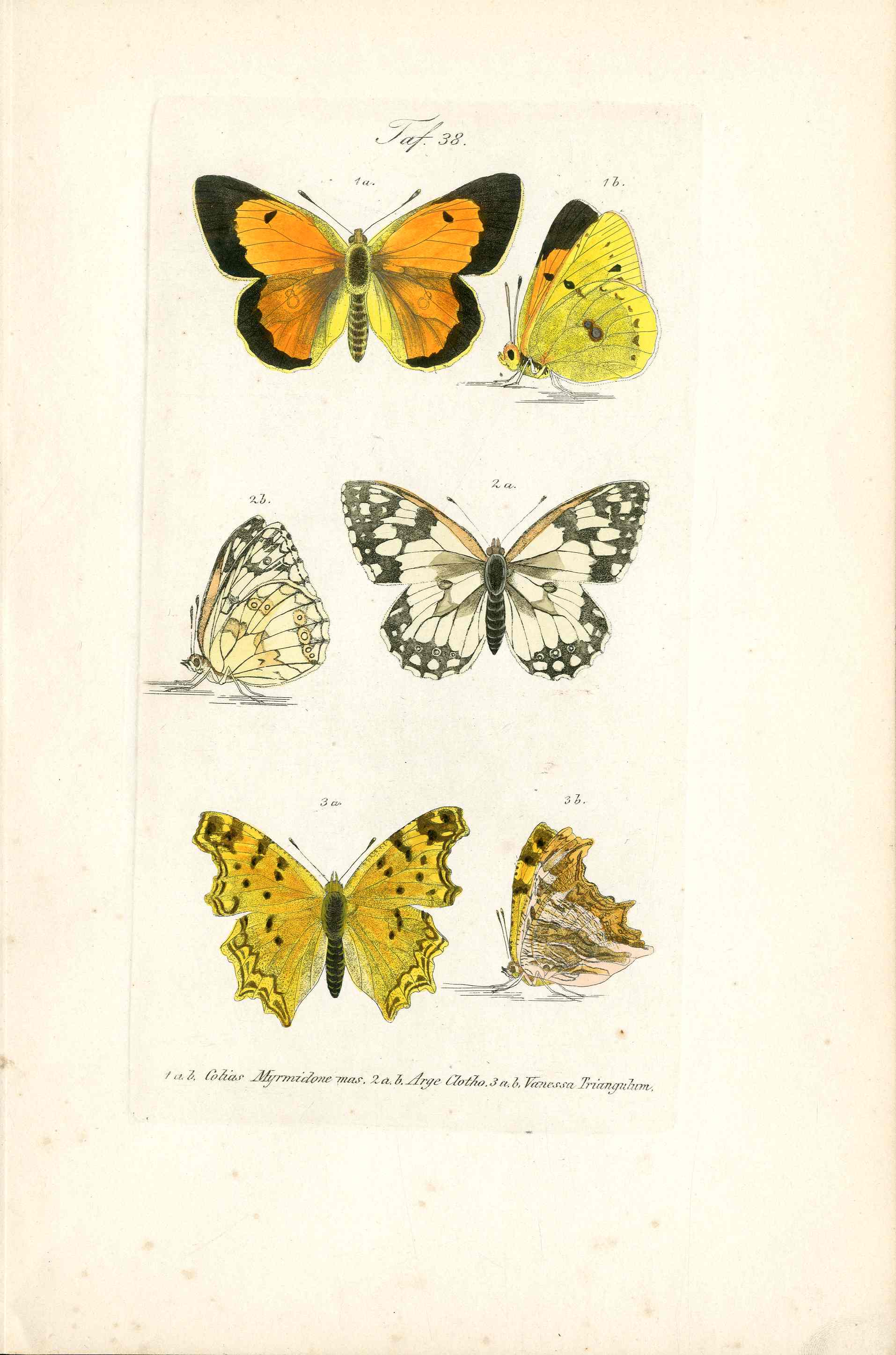 Kayser Hand Colored Engraving Southern Comma Butterfly KAY62