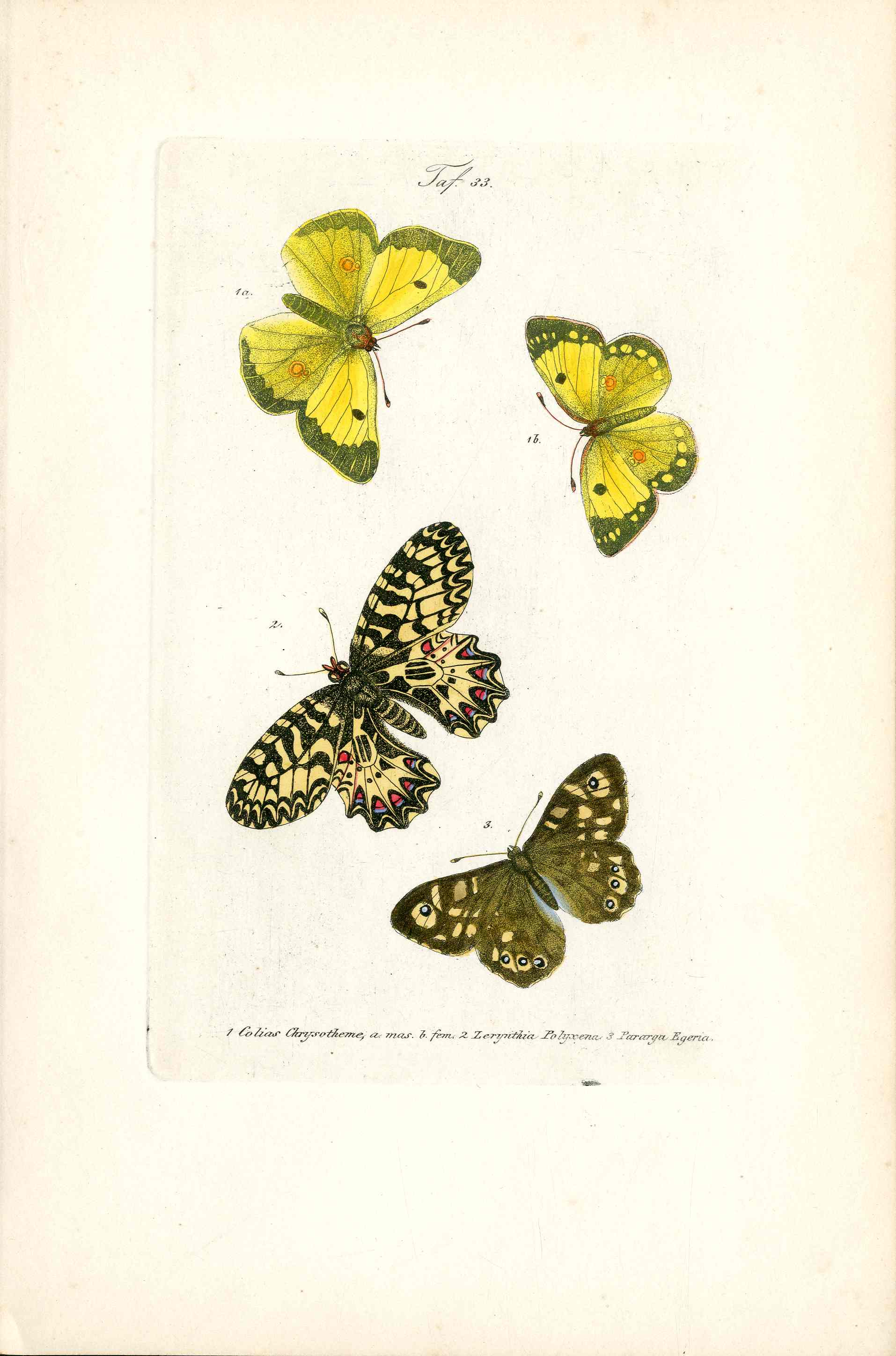 Kayser Hand Colored Engraving Clouded Yellow Butterfly KAY63