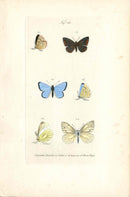 Kayser Hand Colored Engraving Black-veined White Butterfly KAY64
