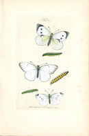Kayser Hand Colored Engraving White Butterflies KAY65