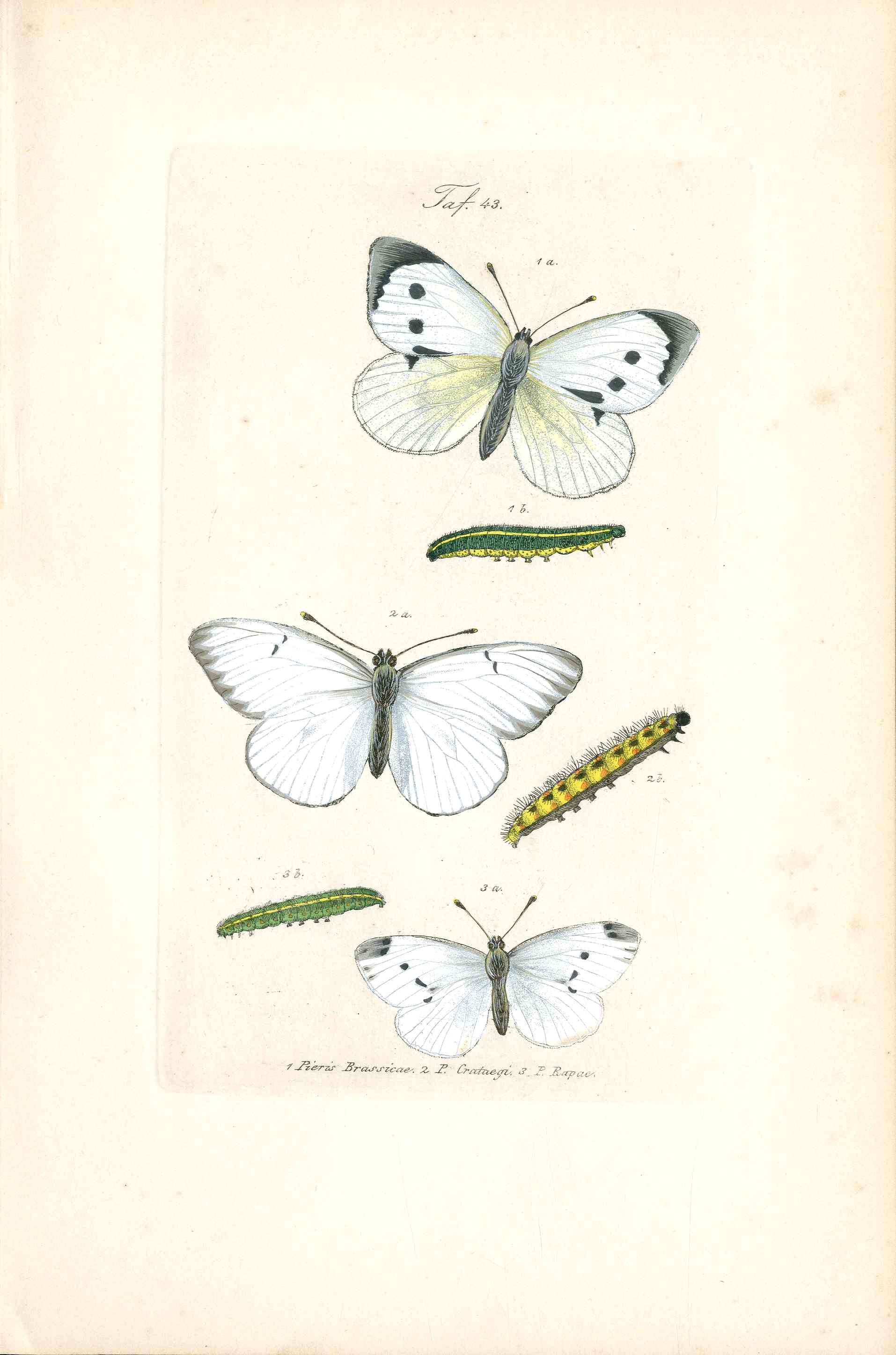 Kayser Hand Colored Engraving White Butterflies KAY65