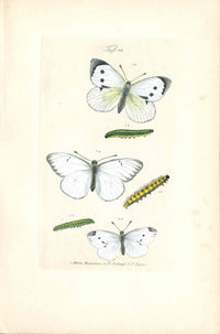 Kayser Hand Colored Engraving White Butterflies KAY65