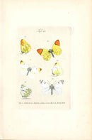 Kayser Hand Colored Engraving Orange Tip Butterfly KAY66