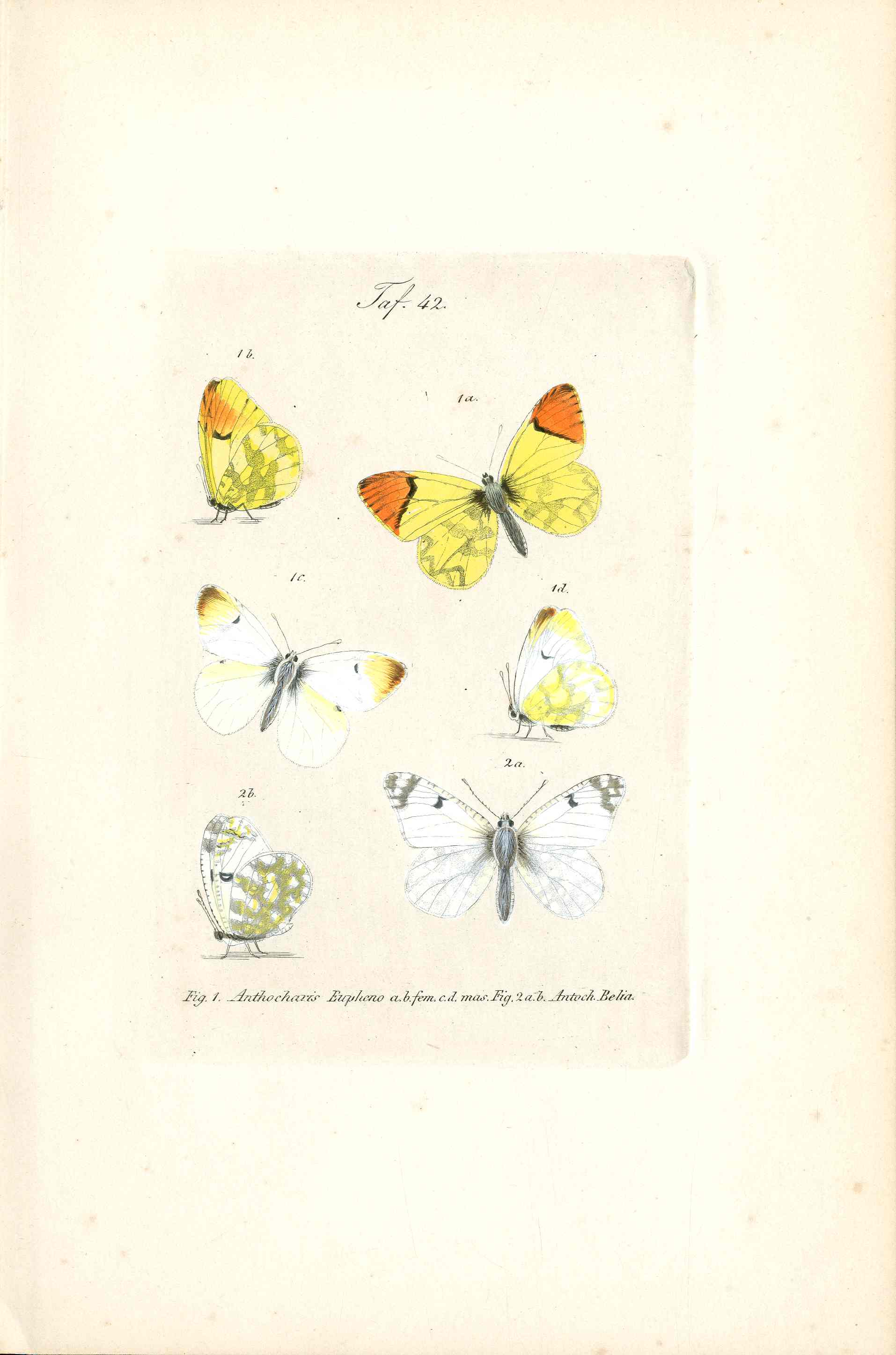 Kayser Hand Colored Engraving Orange Tip Butterfly KAY66