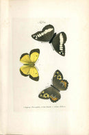 Kayser Hand Colored Engraving Grayling Butterfly KAY67
