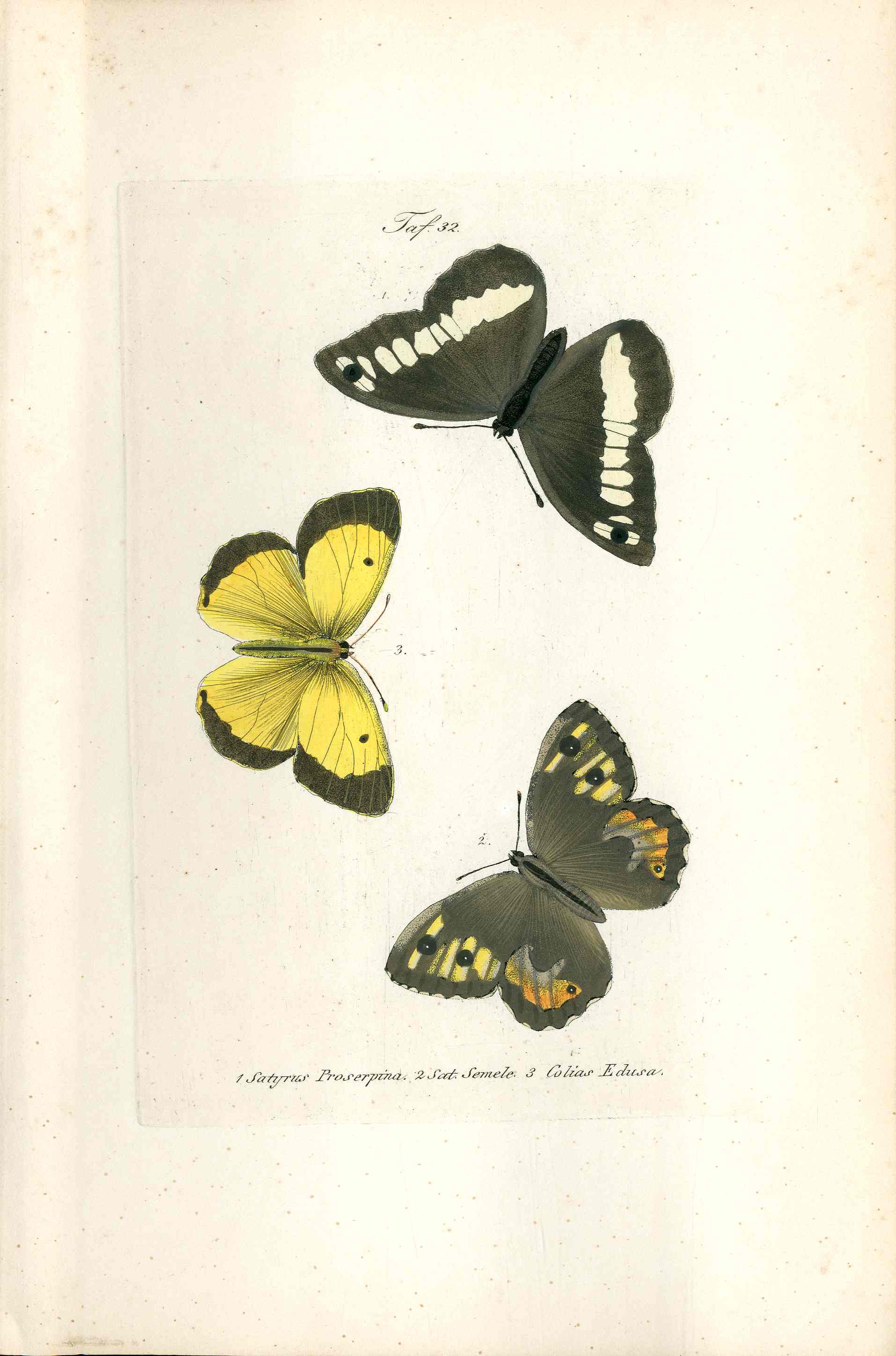 Kayser Hand Colored Engraving Grayling Butterfly KAY67