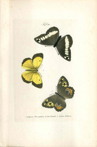 Kayser Hand Colored Engraving Grayling Butterfly KAY67