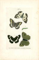Kayser Hand Colored Engraving Ringlet Butterfly KAY68