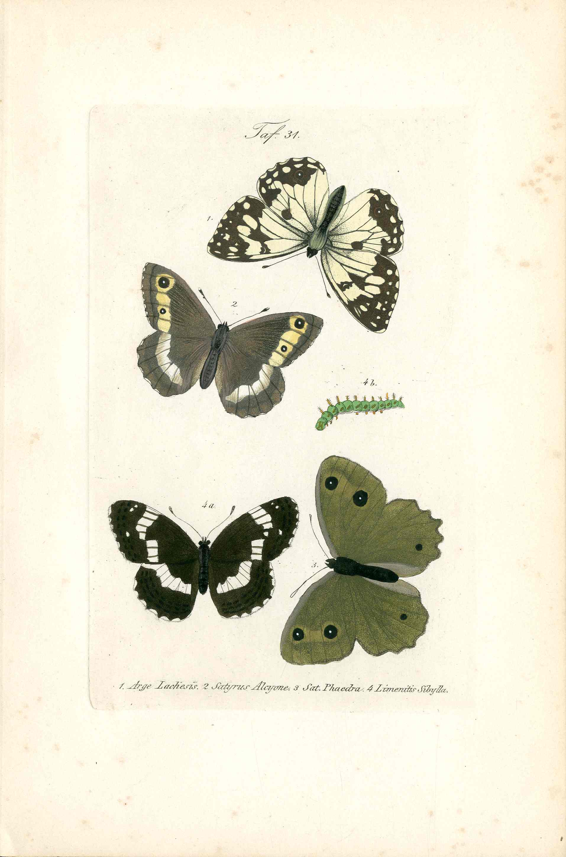 Kayser Hand Colored Engraving Ringlet Butterfly KAY68