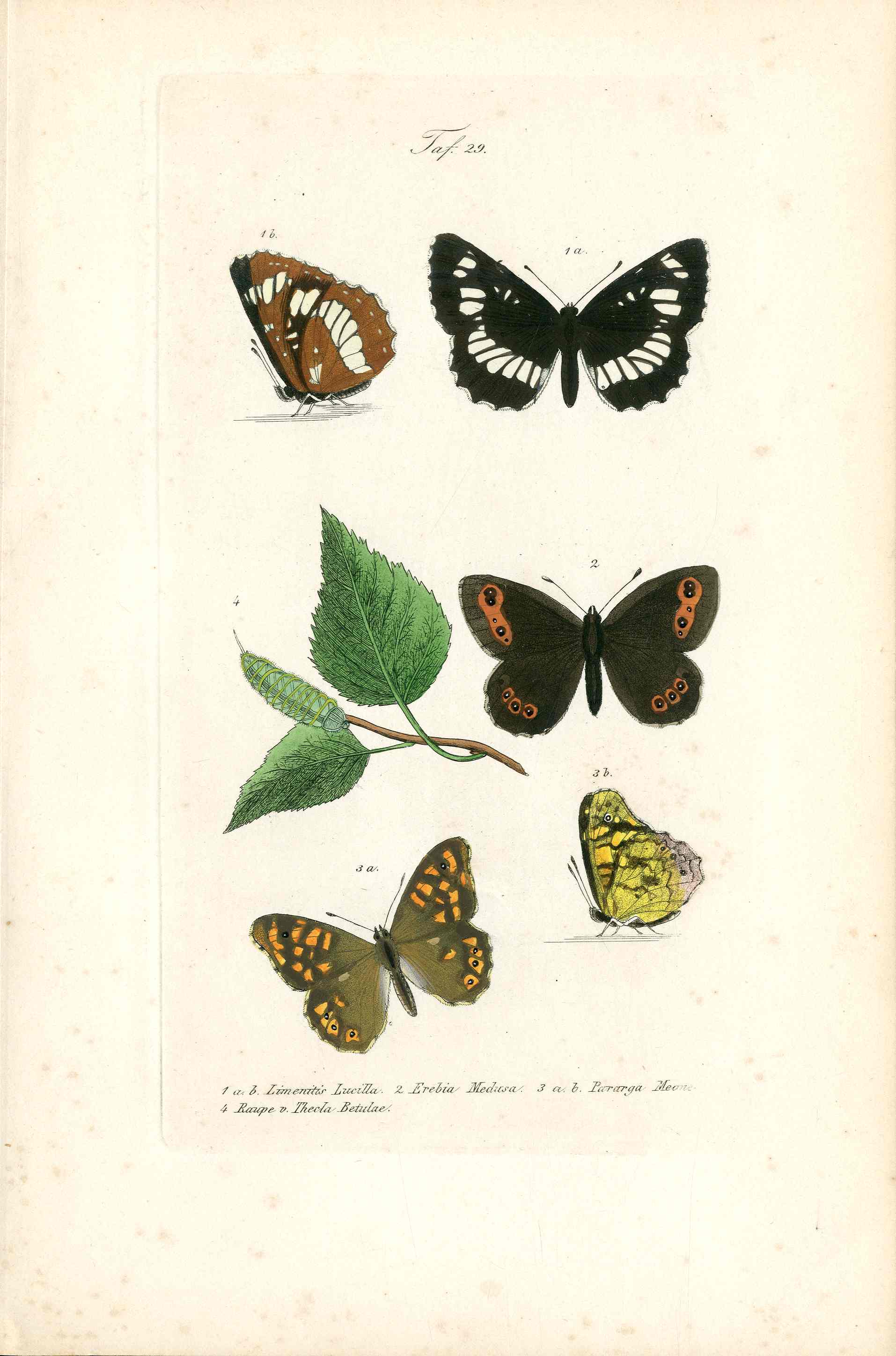 Kayser Hand Colored Engraving White Admiral Butterfly KAY69