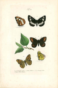 Kayser Hand Colored Engraving White Admiral Butterfly KAY69