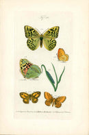 Kayser Hand Colored Engraving Ruddy Copper Butterfly KAY70