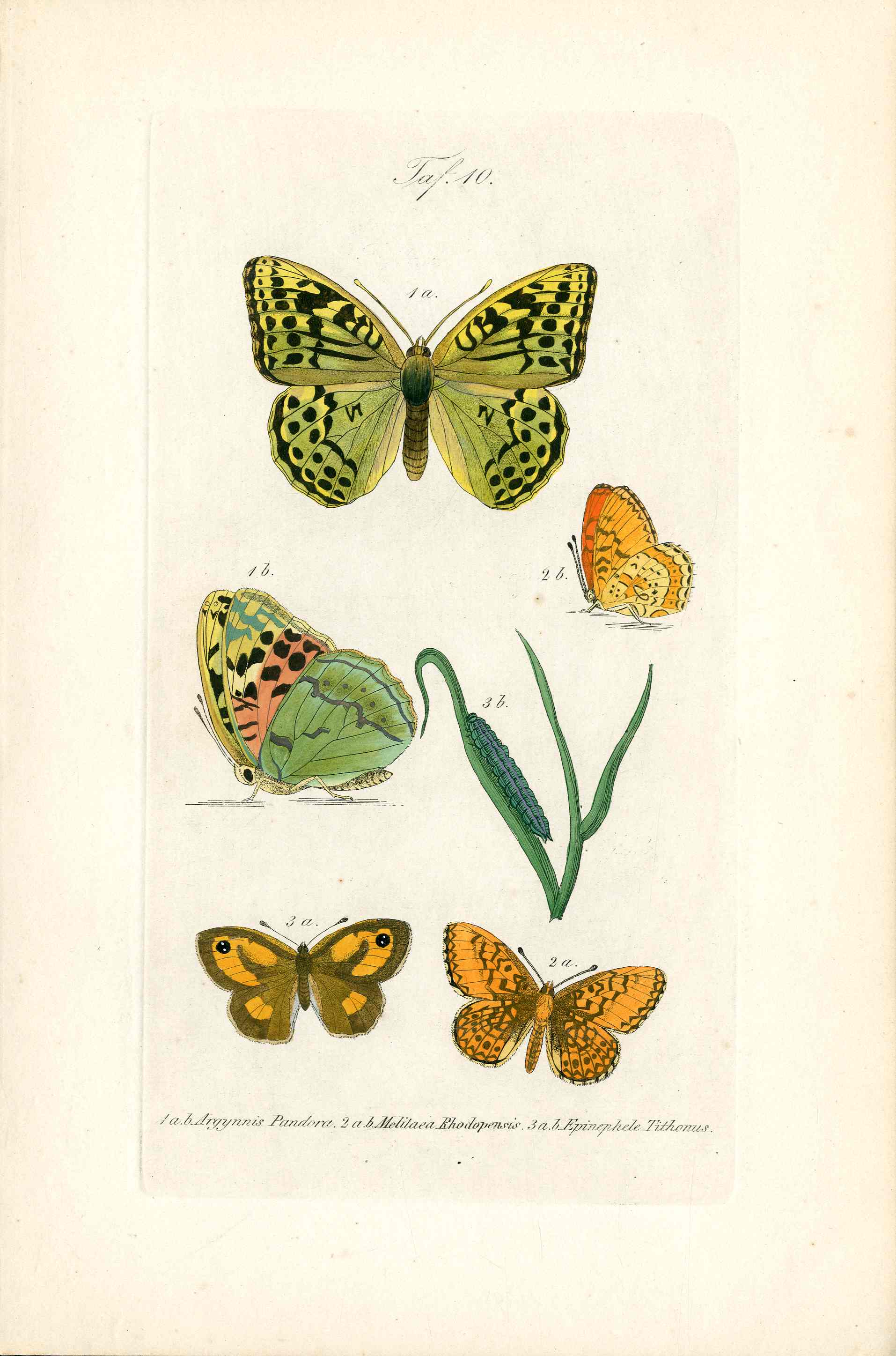 Kayser Hand Colored Engraving Ruddy Copper Butterfly KAY70
