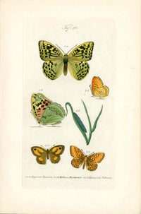 Kayser Hand Colored Engraving Ruddy Copper Butterfly KAY70