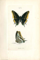 Kayser Hand Colored Engraving Two-tailed Pasha Butterfly KAY71