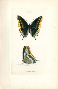 Kayser Hand Colored Engraving Two-tailed Pasha Butterfly KAY71
