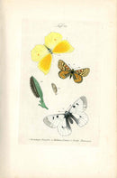 Kayser Hand Colored Engraving Cleopatra Butterfly KAY72
